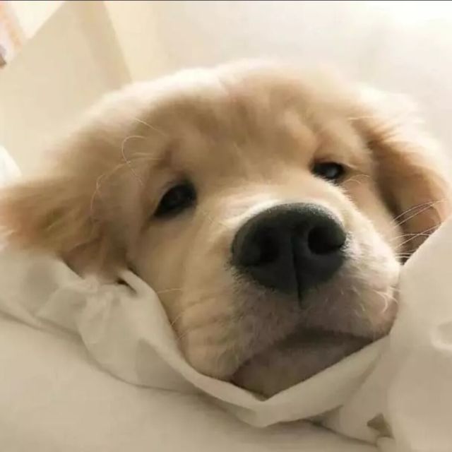 核心1